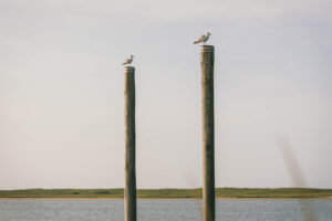 Two seagulls resting on wooden pilings overlooking the water on Martha’s Vineyard